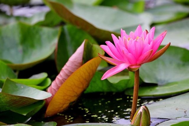 狮子座未来5年事业运势，2022 狮子座下半年事业运势