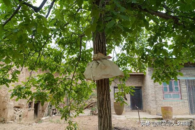 有没有赶老鼠的神器，驱赶老鼠的猫叫声