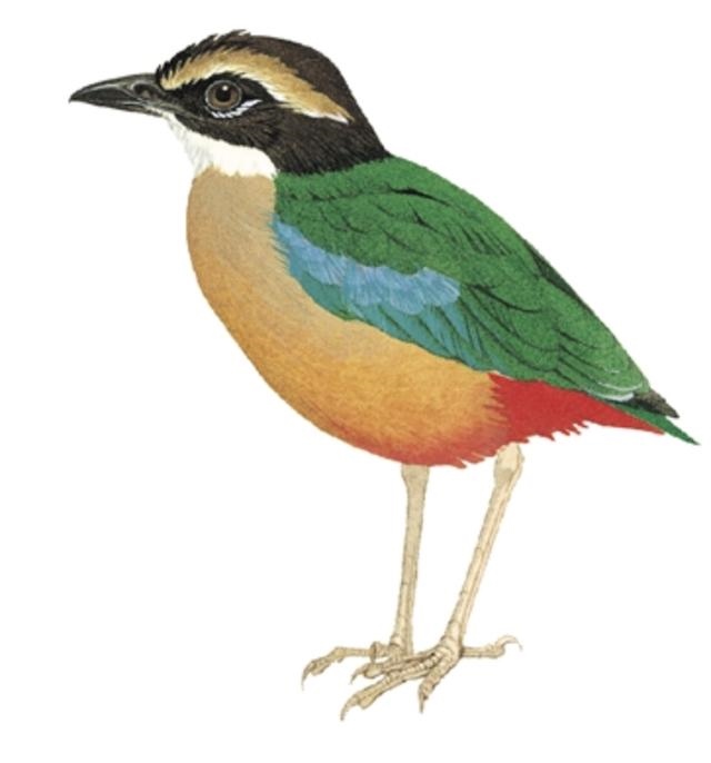 上面一个鸟下面九怎么读，如下面一个鸟怎么读