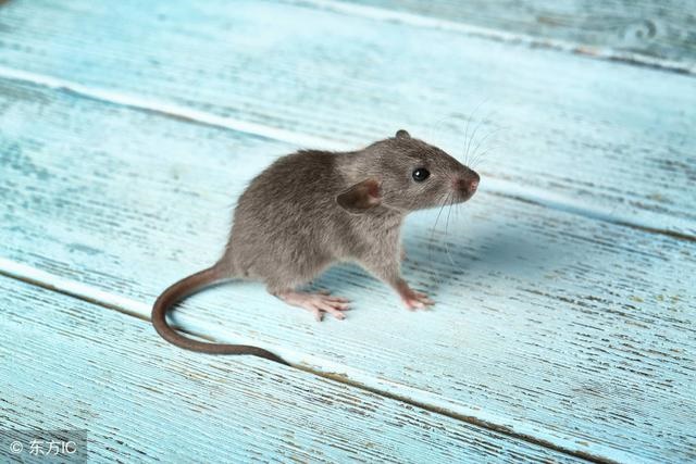 属鼠的六十岁那一年的,1960年属鼠男在2022 年怎么样