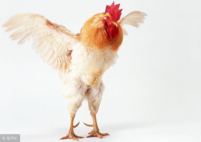 属鸡的人明天的运势，1969年属鸡人今日财运