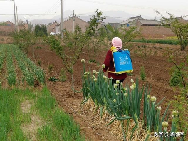 老鼠的天敌是什么，青蛙的天敌是什么