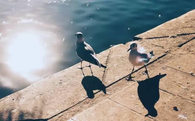 十月鼠人生运势，十月生肖鼠的人命运