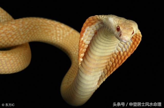 属猪与属猪的合不合，男属猪女属猪的婚姻相配吗