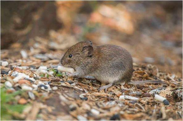 972年的鼠属于什么命,72年属鼠48岁有一灾2022"