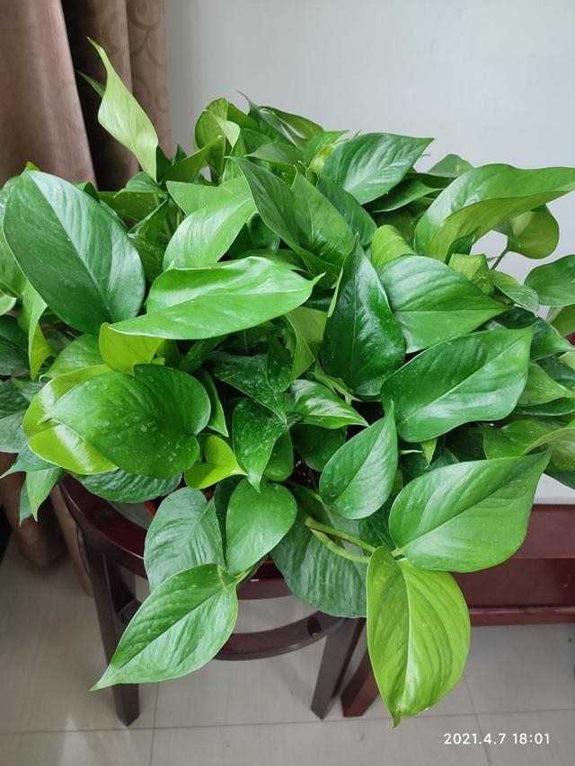 022年属龙忌讳颜色，属龙什么颜色最吉利"