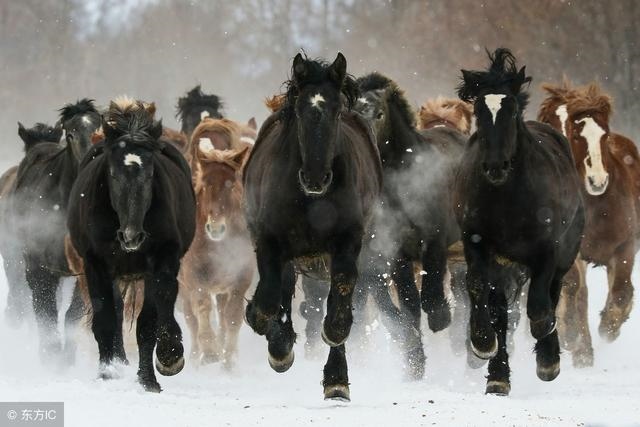 6年的马女是什么命运,请问66年马女的一生命运"
