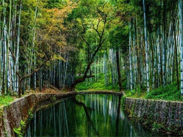 属龙未来10年运势走向，2022年属龙人的全年运龙