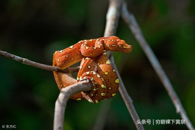 属蛇注定的姻缘是，人的姻缘是注定的