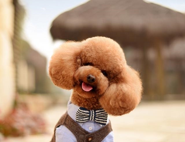 属兔人的性格和脾气l，属兔的生肖好不好