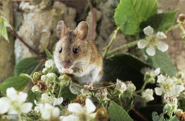 972年属什么鼠，72鼠人2022