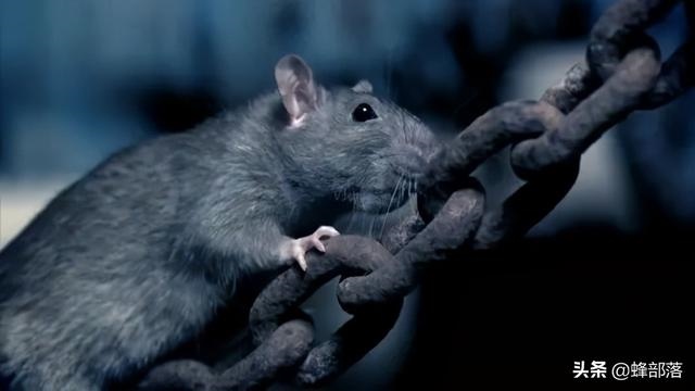 属鼠的特点和优点，属鼠性格特点及脾气