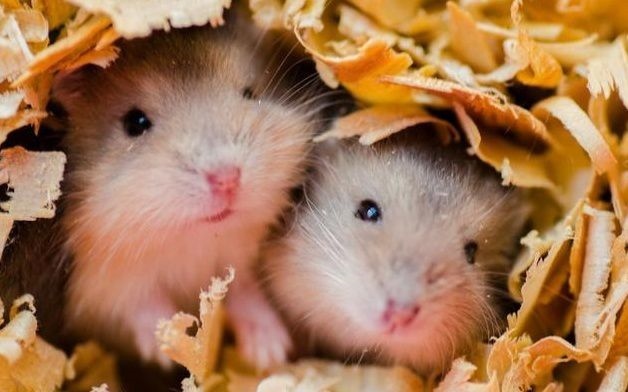 984属鼠的三大坎,1972年属鼠的哪年是坎"