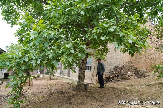 有没有赶老鼠的神器，驱赶老鼠的猫叫声