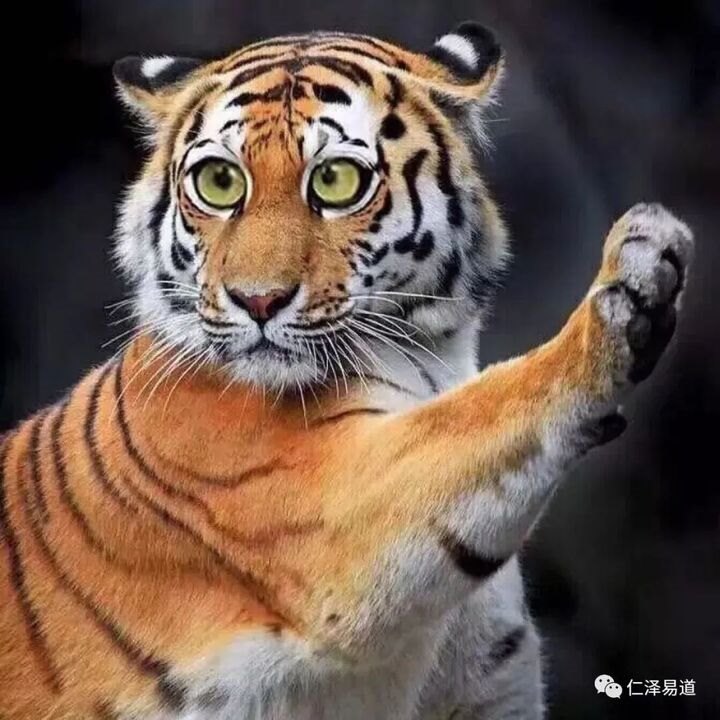 986年男性属虎的婚姻，1986年属虎男的婚姻怎么样"