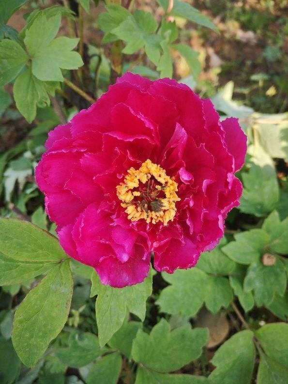 今年本命年牛年运势，73年牛2022 年财运