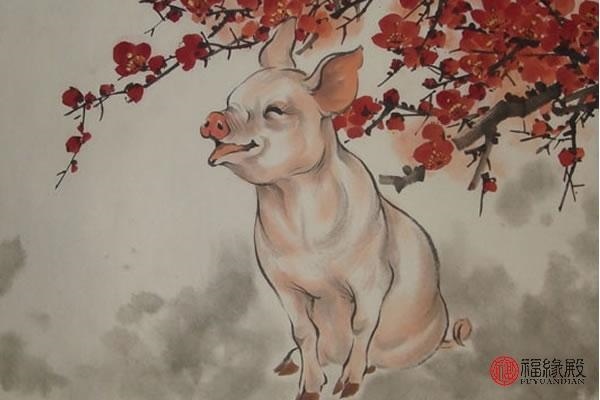 属猪50岁是哪一年出生的，猪年是哪鸡年多少岁