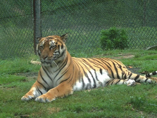 属虎1998年的男孩婚姻,1986属虎男的一生婚姻和命运