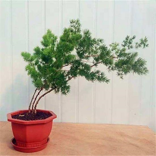 属猴养什么花旺财，属猴的2022 适合养什么花