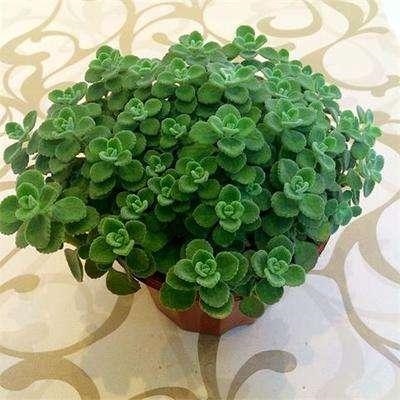 属猴养什么花旺财，属猴的2022 适合养什么花