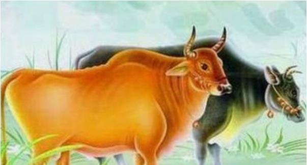 属牛人今年运势，2022 属牛人财运整年运丁势