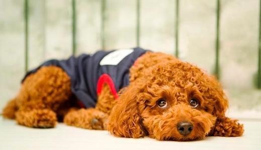 属兔人的性格和脾气l，属兔的生肖好不好