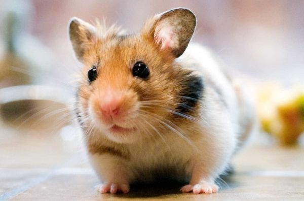 属鼠的六个合贵人，72年属鼠48岁有一灾2022