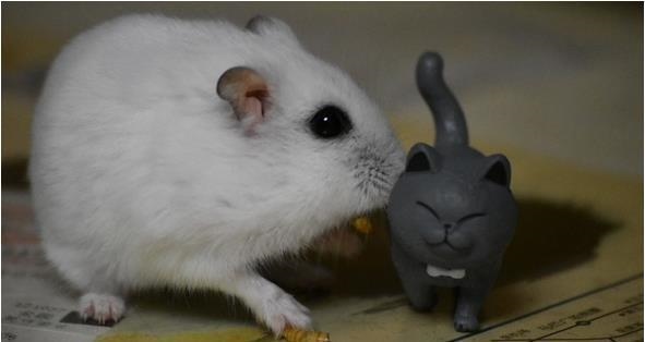 2年的鼠多少岁了，2022