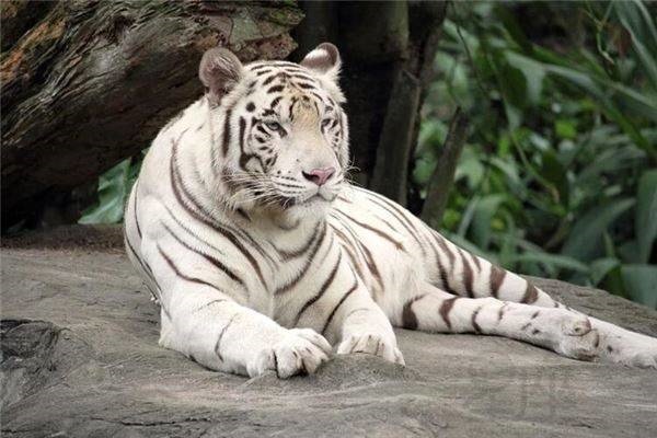 6年属虎公司名字，带虎字的公司名字大全"