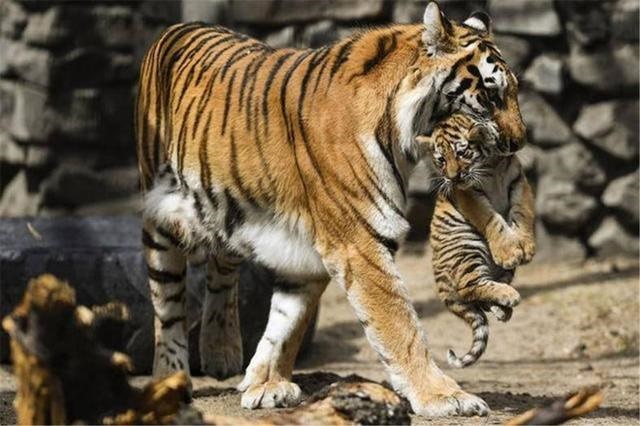 8年的两只虎结婚,男虎98女虎98能结婚吗"