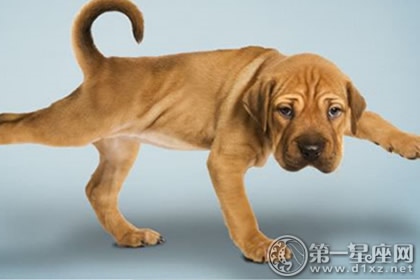 994年狗是什么命，1994年狗是火命还是木命"