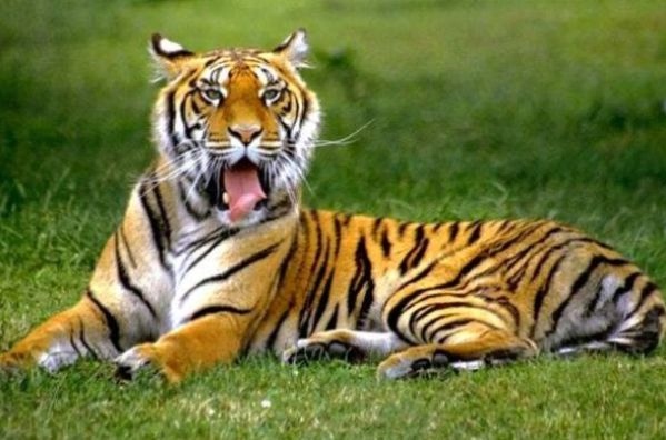 属虎女孩几月出生更好命运，属虎几月出生大富大贵2022