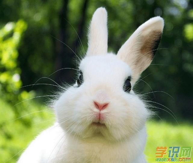 属兔的和什么相冲，生肖兔和什么生肖相冲