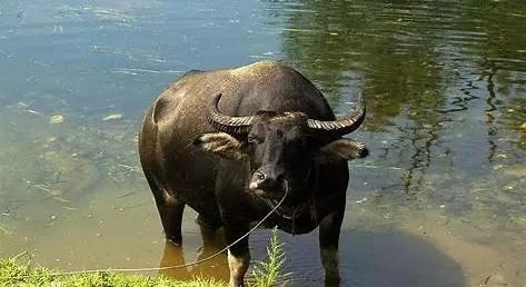 属鼠的优点都有哪些，属鼠的人优缺点