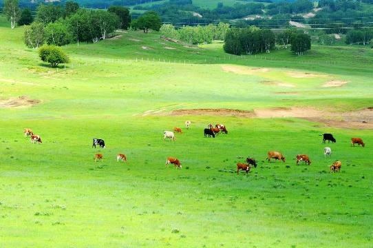 2年属狗什么时候交大运,1982属狗40岁后有十年大运"