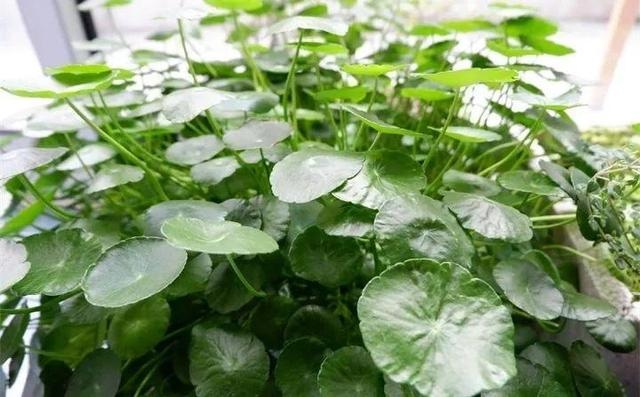 属鼠的种什么植物旺财又旺运，2022 年属鼠养什么植物