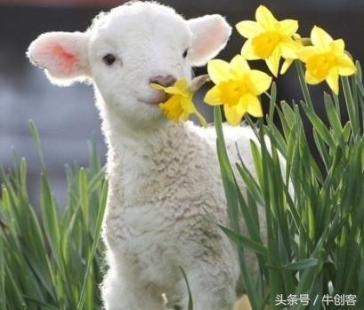 979属羊的今年运势如何，属羊人2022