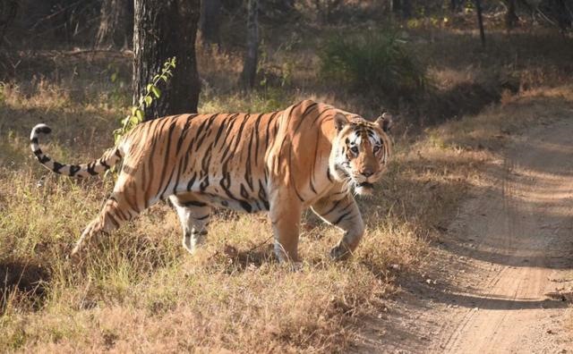 8年的两只虎结婚,男虎98女虎98能结婚吗"