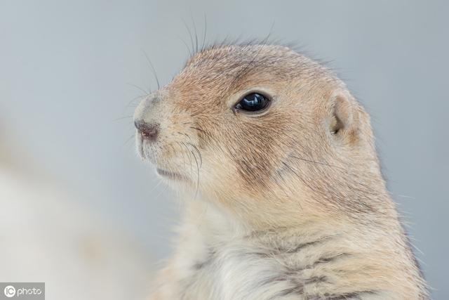 2年属鼠的什么时候转运，72年属鼠哪年走大运"