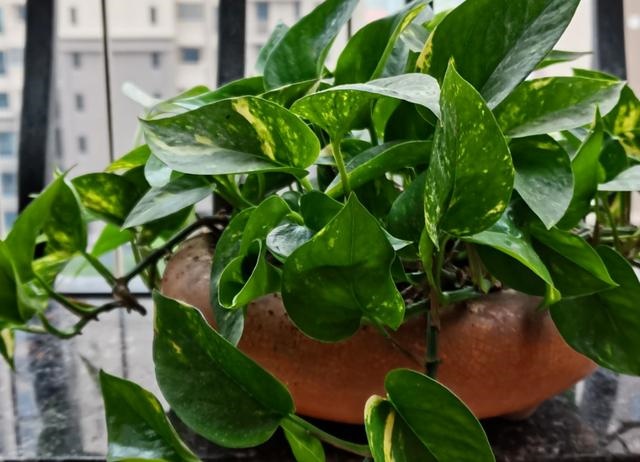 022年属龙忌讳颜色，属龙什么颜色最吉利"