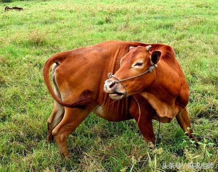 990属马多少岁会转运，1990属马的人晚婚"