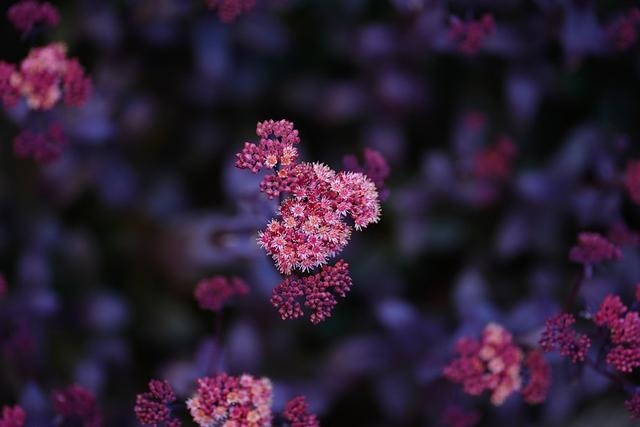 2星座每月运势分析，