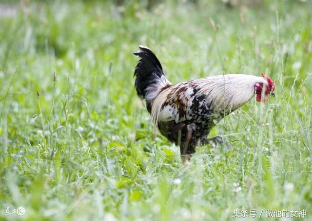 属鸡的人明天的运势8月16，狮子座今日运势
