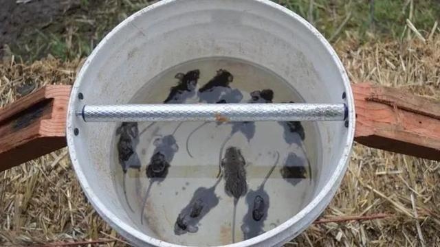 有什么办法让老鼠出来，晚上睡觉发现有老鼠怎么办