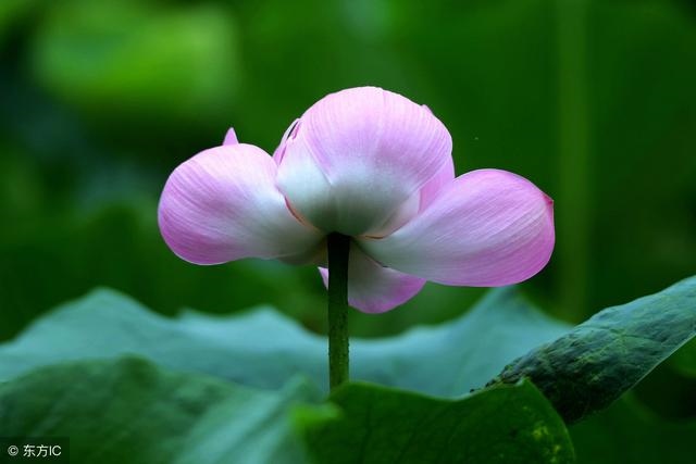 属兔34岁有道坎，属马多少岁今年2022