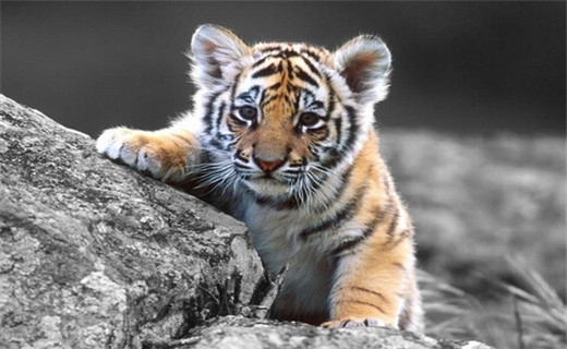 974年属虎女婚姻感情，74年女虎人2022