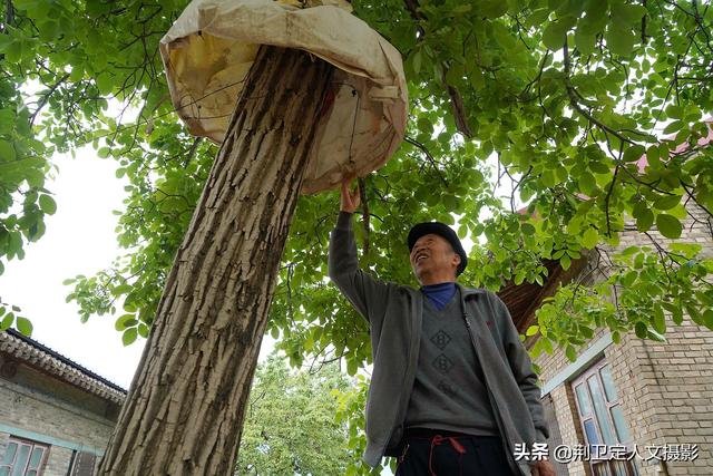 有没有赶老鼠的神器，驱赶老鼠的猫叫声