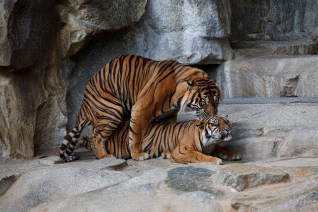 8年的两只虎结婚,男虎98女虎98能结婚吗"