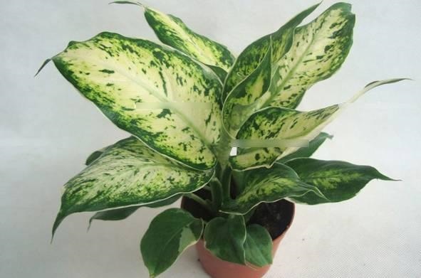 属狗48会死82年什么时候会死，为什么说大海水命硬