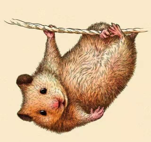 属鼠的性格和脾气及爱情,生肖鼠的爱情观